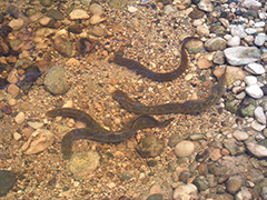 Sea lamprey mating